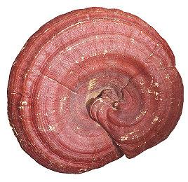 浪漫奇幻视觉小说《塞莱斯蒂亚：命运之链》9月发售